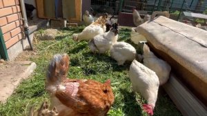 Содержание цыплят Голошейка Испанка вес в месяц Яйца кур не убегут