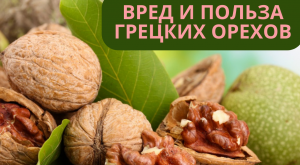Вред и польза грецких орехов