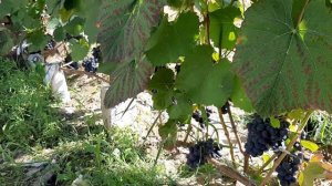 Виноград 🍇 Юодупе созрел.