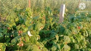 Полный обзор малины. Современные сорта. Амира, энросадира, херитейдж, дельнива, марсела, полана.