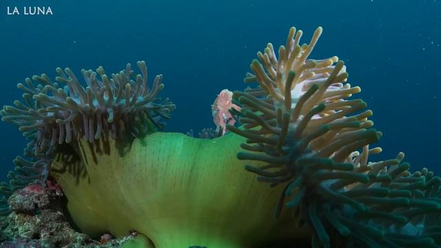 Relaxing Music for Stress Relief ★︎ Body Mind Restoration ★︎ Melatonin Release смотреть онлайн