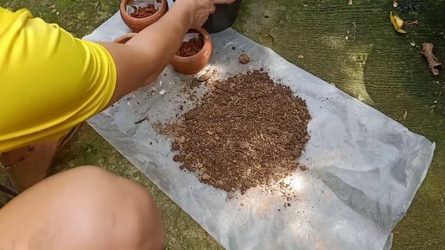 How to Grow Bird's Nest Snake Plant (Sansevieria Hahnii) in a Pot | Care and Benefits смотреть онлайн