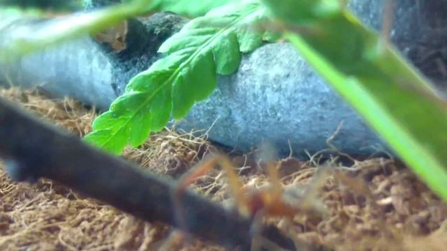 Мне привезли Богомола из Крыма! смотреть онлайн