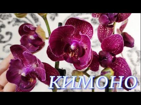 №317/ КИМОНО (Бабочка, Пилорик и Стандарт) в групповой посадке