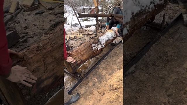 Установка ДУБОВОГО бревна ? на пилораму.Беларус может все смотреть онлайн