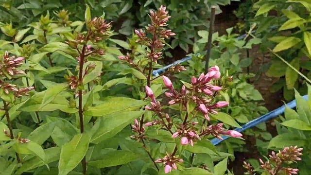 Ранние георгины распустились, много ромашки, флоксы, лилии и львиный зев. смотреть онлайн