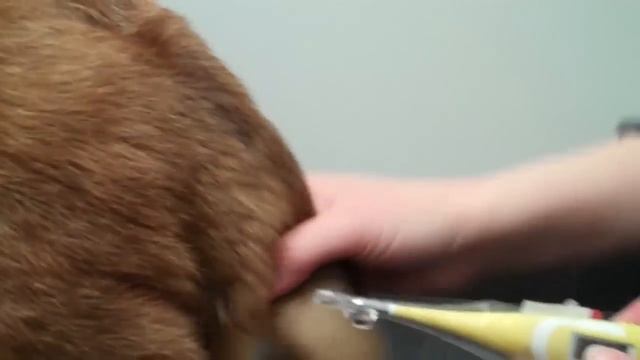 How to take your dog's temperature!.mp4 смотреть онлайн