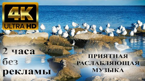 Умиротворенные звуки озера и расслабляющая музыка фортепиано в 4K ? канадский гусь, лебеди и чайки смотреть онлайн