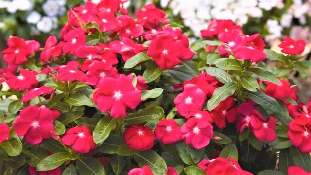 НЕПРИХОТЛИВЫЕ ЦВЕТЫ для сада цветущие ВСЕ ЛЕТО смотреть онлайн