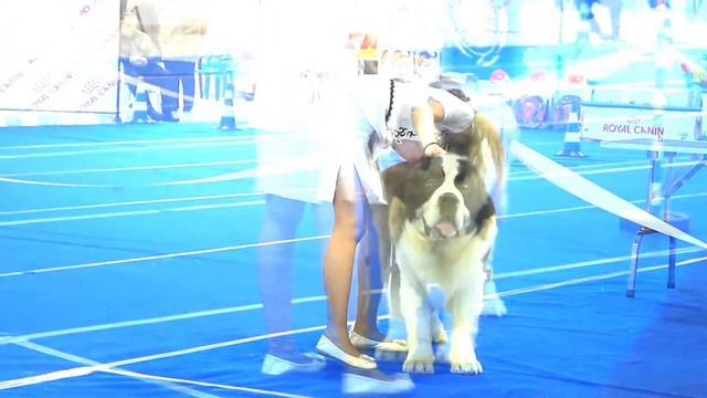 International Dog Show "Cемиречье-2017" Almaty. Part 7 смотреть онлайн