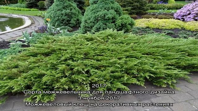 Выбираем для дачи сорта казацкого можжевельника смотреть онлайн