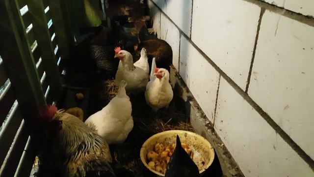 200 лет граненому стакану. Перегородка в хлеву. смотреть онлайн