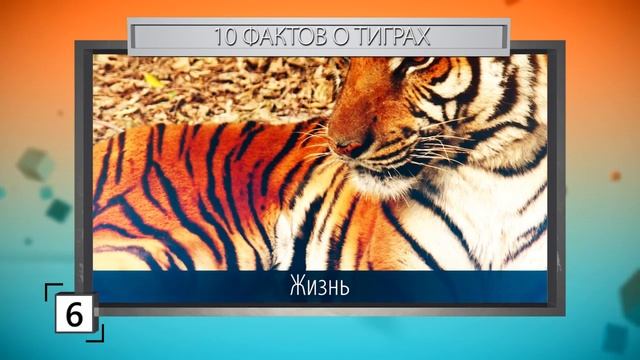ОН ПОРВЁТ ЛЮБОГО! 10 фактов О ТИГРАХ смотреть онлайн
