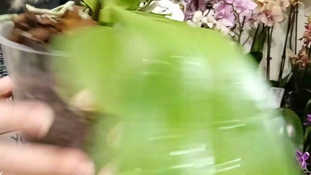 Обзор тестовых орхидей, Симферополь(2) смотреть онлайн