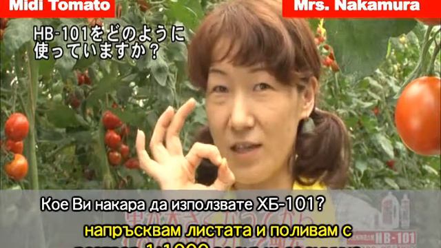 HB-101 Interview Midi Tomato смотреть онлайн