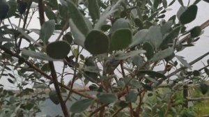 МОИ ФЕЙХОА. ПЫТАЮСЬ ВЫРАЩИВАТЬ В ГРУНТЕ. ИЮЛЬ 2020.