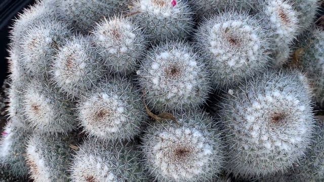 Large Succulents for Your Landscape смотреть онлайн