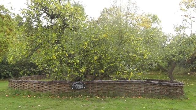 Isaac Newton's Apple Tree | Must Visit Places смотреть онлайн