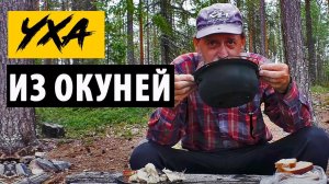 #11  Дарёные окуни - самые вкусные |  Уха из окуней  | Главное в ухе - не рыба