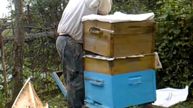 объединение пчёл через газету смотреть онлайн