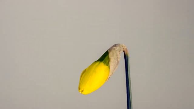 Четвертый настрой