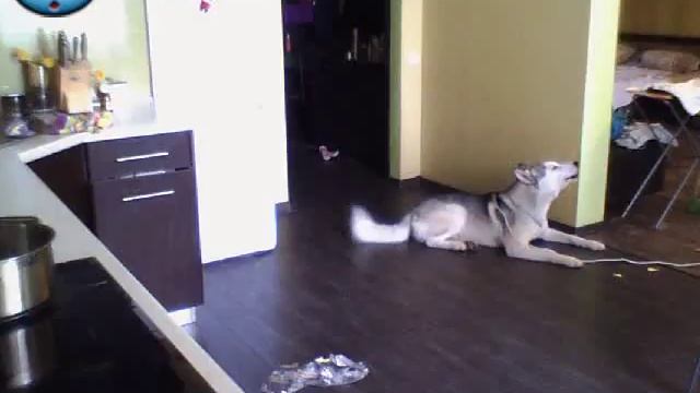 хаски один дома смотреть онлайн