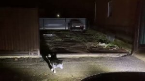 Led противотуманные фары ( птф ) на Volkswagen Passat B5+ в штатные места. Отзыв клиента