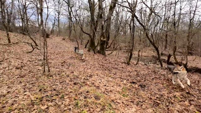 Питбули напали на целое дерево !!! Плохие новости. День рождения по скромному. Обстановка по кайфу. смотреть онлайн