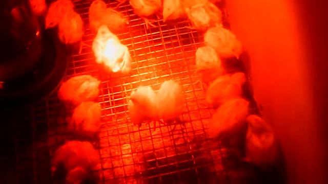 Перепелята Техасцы.Свершилось!:)) смотреть онлайн