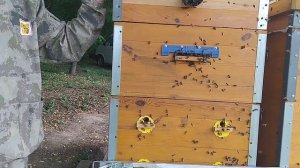 Информация для пчеловодов.Двухматочное пчеловодство.