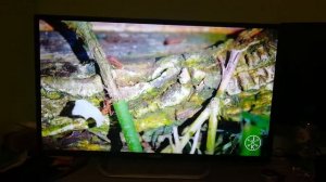 LED Телевизор asano 32LF1130S fullhd