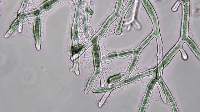 The cheese bacterium Serratia proteamaculans swimming on the fungus Mucor lanceolatus смотреть онлайн