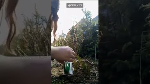 Черенкование туи в подмосковном саду. Просто и выгодно смотреть онлайн