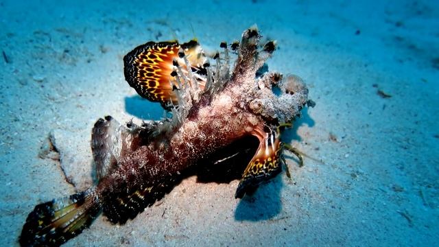 Обитатели Красного моря: нитеперая бородавчатка (The Red Sea walker)/ подводный мир Египта смотреть онлайн