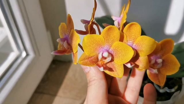 Phal. Sogo Lawrence MC (орхидея фаленопсис Сого Лоуренс, домашнее цветение) смотреть онлайн