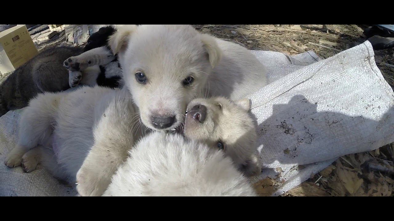 ГУСИНЫЕ БОИ ll ПЕКИНСКАЯ УТКА ll ИНДОУТКА ll ЩЕНКИ