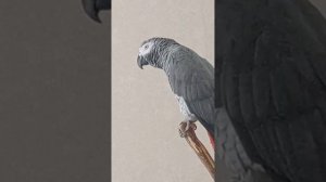 Попугай Гоша#Хорошка. Попугай собственник: Таня..чка мояяя ! ))