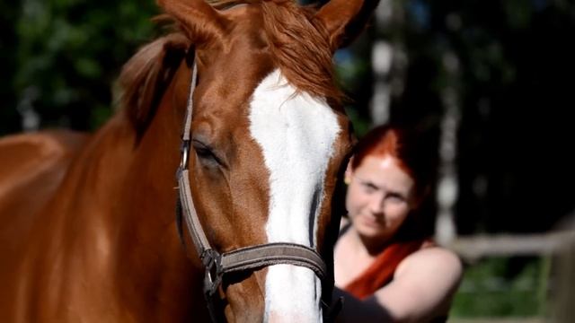 Equine shiatsu смотреть онлайн