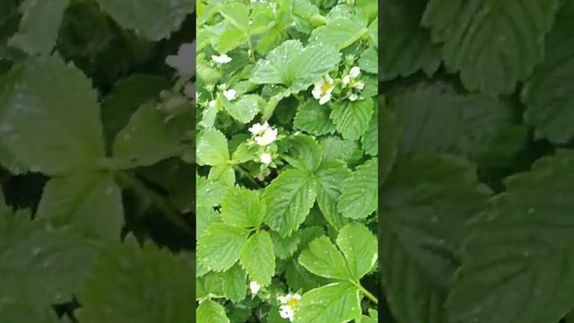 Дача. Малина и горох. Цветёт моя клубника ?. Конкурс на канале. смотреть онлайн
