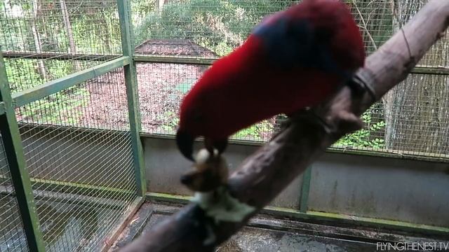 WE FOUND A REAL LIFE POKEMON! | Java Vlog смотреть онлайн