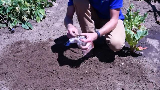 How to plant Asparagus смотреть онлайн