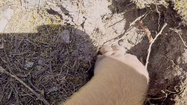 Новая цель на полигоне - замаскированая монета! (Ржавый болт рядом с серебром) смотреть онлайн