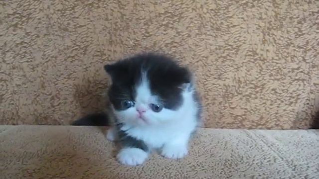 exotic kittens сattery Irlins смотреть онлайн