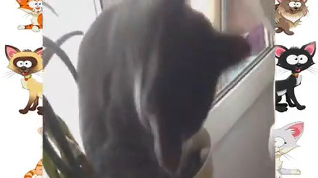 Коты растут в горшке Куда только не залезут xvid Кошки приколы водевильный котэ смотреть онлайн