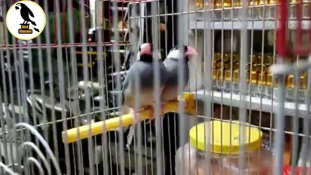 बोहोत कुछ एक साथ Budgies, Finches, Pigeon, Java Location Thane Maharashtra смотреть онлайн