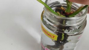 Антуриум, наращивание корней в воде, объясняю по порядку