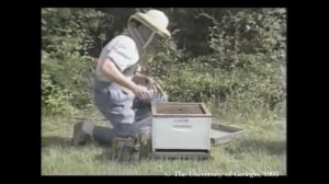 Американский гнилец , Европейский гнилец, Мешотчатый расплод