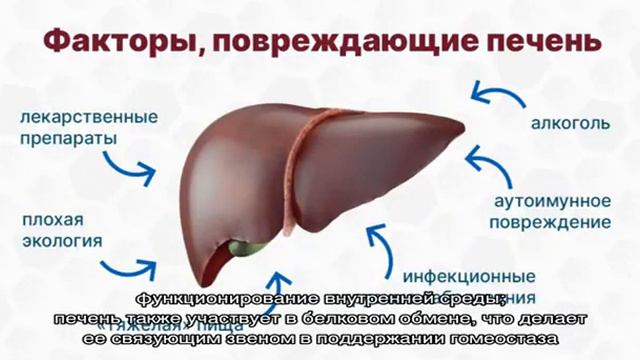 Всё о печени человека смотреть онлайн