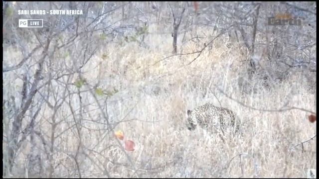 Wild Earth ~ Tlalamba hunts in the bush ~August30, 2021 смотреть онлайн