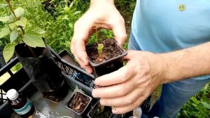 Как прорастить и вырастить клен серебристый (сахаристый)?!